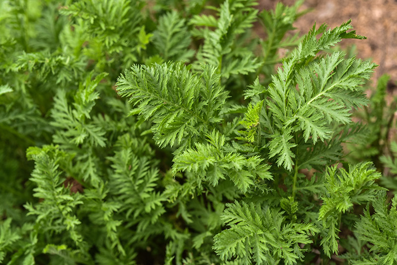 TANACETUM VULGARE, L, TANACETO, TANSY BITTER BOTTON, EUROASIATICO, ASTERACEAE - 0106 - immagine 1