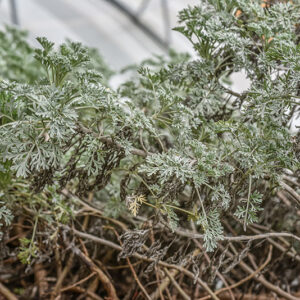 ARTEMISIA ARBORESCENS, L, ASSENZIO ARBUSTIVO, TREE WORMWOOD, ASTRERACEAE, REGIONI MEDITERRANEE - 0161