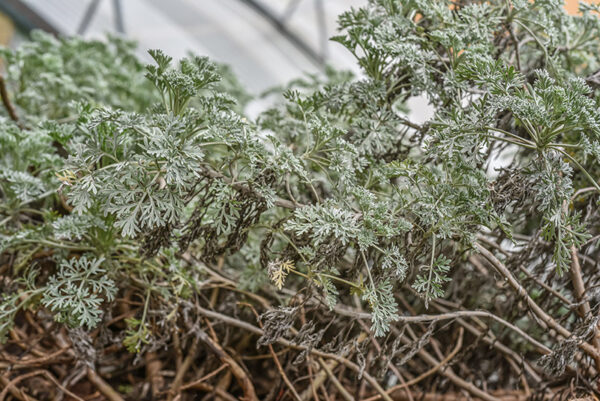 ARTEMISIA ARBORESCENS, L, ASSENZIO ARBUSTIVO, TREE WORMWOOD, ASTRERACEAE, REGIONI MEDITERRANEE - 0161