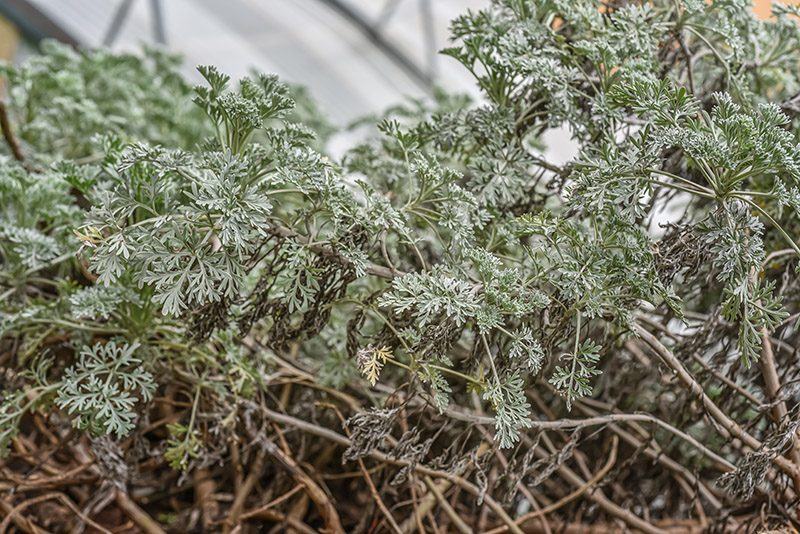 ARTEMISIA ARBORESCENS, L, ASSENZIO ARBUSTIVO, TREE WORMWOOD, ASTRERACEAE, REGIONI MEDITERRANEE - 0161 - immagine 1