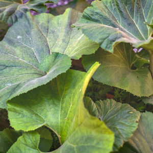 PETASITES JAPONICUS, GIANT BUTTERBUR, ASTERACEAE, CINA, COREA, GIAPPONE, RUSSIA ORIENTALE - 0294