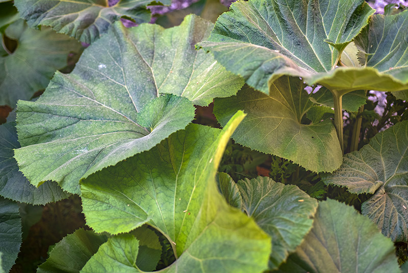 PETASITES JAPONICUS, GIANT BUTTERBUR, ASTERACEAE, CINA, COREA, GIAPPONE, RUSSIA ORIENTALE - 0294 - immagine 1