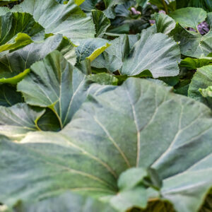 PETASITES JAPONICUS, GIANT BUTTERBUR, ASTERACEAE, CINA, COREA, GIAPPONE, RUSSIA ORIENTALE - 0295