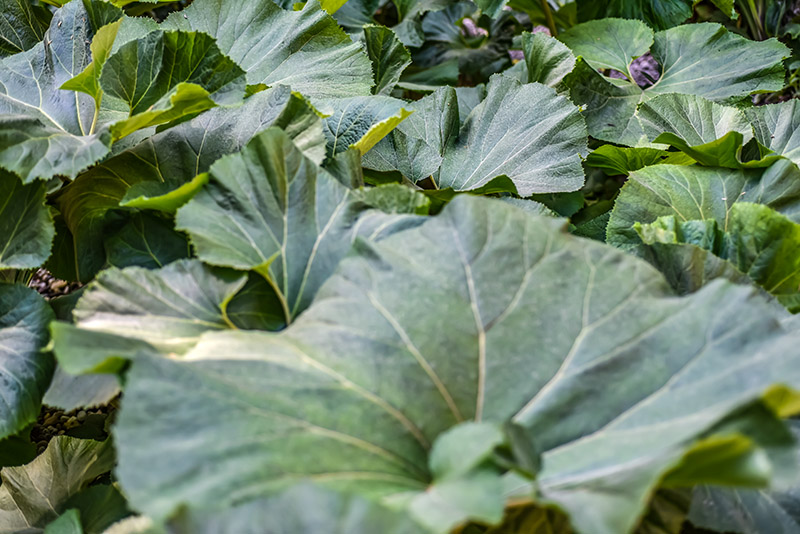 PETASITES JAPONICUS, GIANT BUTTERBUR, ASTERACEAE, CINA, COREA, GIAPPONE, RUSSIA ORIENTALE - 0295 - immagine 1