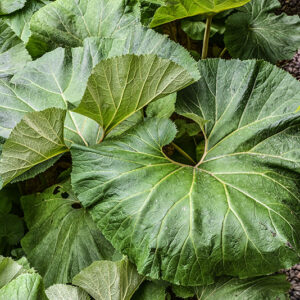 PETASITES JAPONICUS, GIANT BUTTERBUR, ASTERACEAE, CINA, COREA, GIAPPONE, RUSSIA ORIENTALE - 0422