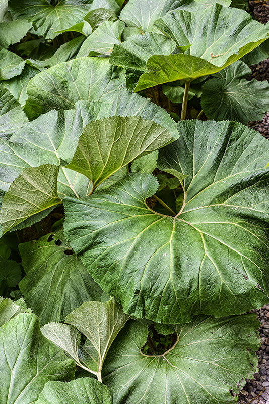 PETASITES JAPONICUS, GIANT BUTTERBUR, ASTERACEAE, CINA, COREA, GIAPPONE, RUSSIA ORIENTALE - 0422