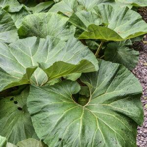 PETASITES JAPONICUS, GIANT BUTTERBUR, ASTERACEAE, CINA, COREA, GIAPPONE, RUSSIA ORIENTALE - 0423