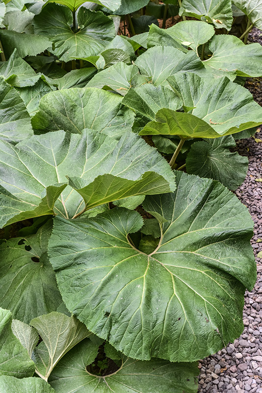 PETASITES JAPONICUS, GIANT BUTTERBUR, ASTERACEAE, CINA, COREA, GIAPPONE, RUSSIA ORIENTALE - 0423