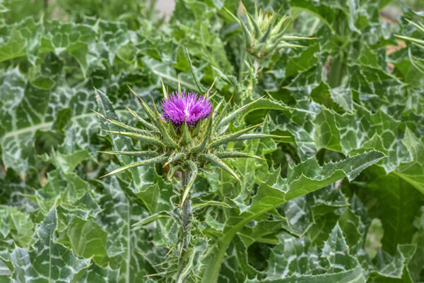 SILYBUM MARIANUM, L, CARDO MARIANO, BLESSED MILKTHISTLE, AREA MEDITERRANEA, ASTERACEAE - 0441