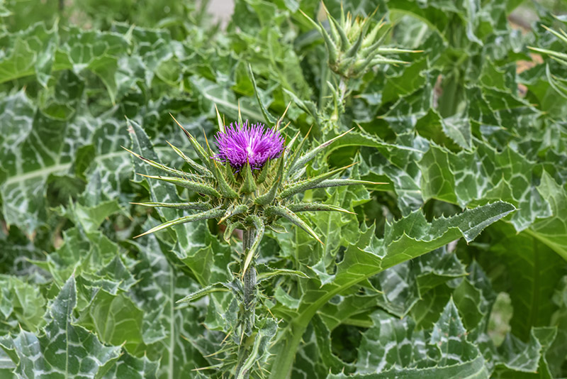 SILYBUM MARIANUM, L, CARDO MARIANO, BLESSED MILKTHISTLE, AREA MEDITERRANEA, ASTERACEAE - 0441 - immagine 1