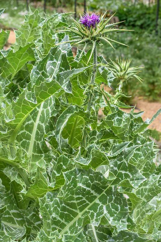 SILYBUM MARIANUM, L, CARDO MARIANO, BLESSED MILKTHISTLE, AREA MEDITERRANEA, ASTERACEAE - 0422