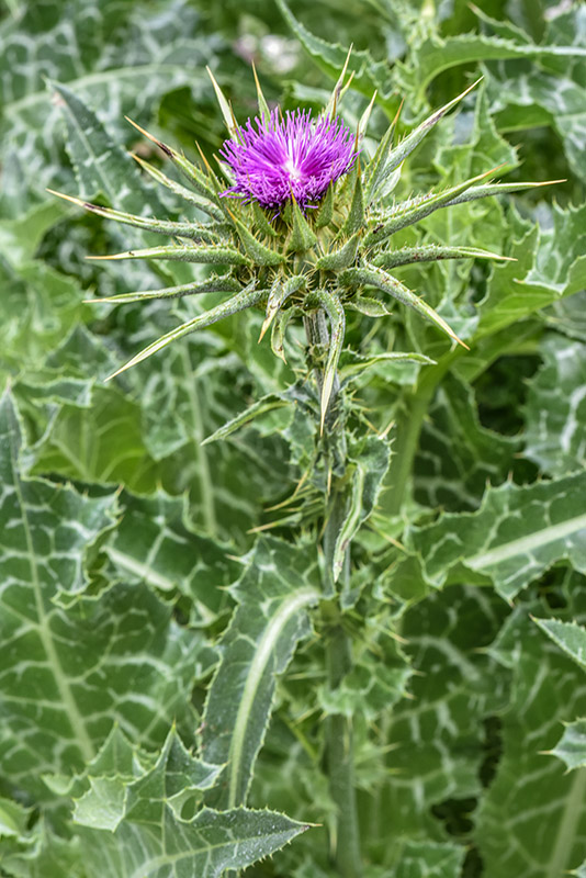 SILYBUM MARIANUM, L, CARDO MARIANO, BLESSED MILKTHISTLE, AREA MEDITERRANEA, ASTERACEAE - 0444