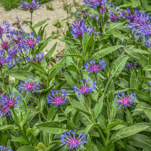 CYNAUS MONTANUS, CENTAUREA MONTANA, L, FIORDALISO MONTANO, MOUNTAIN CORNFLOWER, ASTERACEAE, EUROPA CENTRALE - 0446