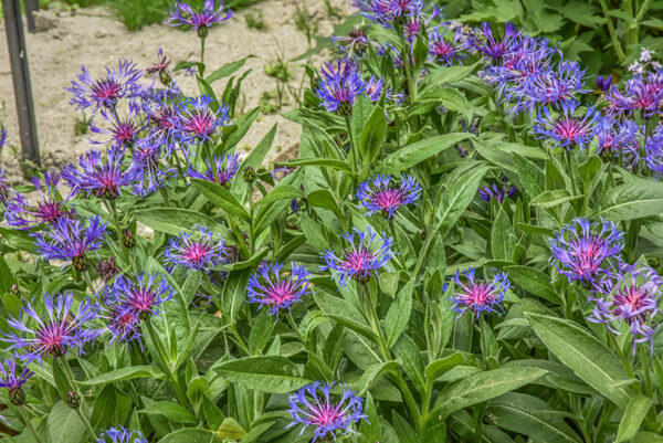CYNAUS MONTANUS, CENTAUREA MONTANA, L, FIORDALISO MONTANO, MOUNTAIN CORNFLOWER, ASTERACEAE, EUROPA CENTRALE - 0446