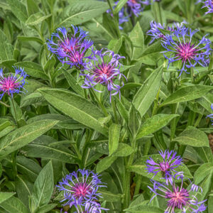 CYNAUS MONTANUS, CENTAUREA MONTANA, L, FIORDALISO MONTANO, MOUNTAIN CORNFLOWER, ASTERACEAE, EUROPA CENTRALE - 0447