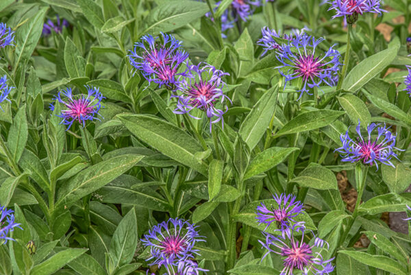 CYNAUS MONTANUS, CENTAUREA MONTANA, L, FIORDALISO MONTANO, MOUNTAIN CORNFLOWER, ASTERACEAE, EUROPA CENTRALE - 0447
