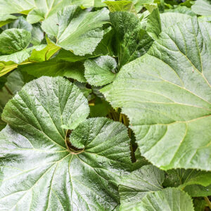 PETASITES JAPONICUS, GIANT BUTTERBUR, ASTERACEAE, CHINA, COREA, GIAPPONE, RUSSIA ORIENTALE - 0990