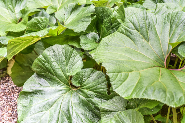 PETASITES JAPONICUS, GIANT BUTTERBUR, ASTERACEAE, CHINA, COREA, GIAPPONE, RUSSIA ORIENTALE - 0990