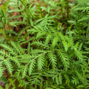 TANACETUM VULGARE, L, ERBA AMARA SELVATICA, TANSY, ASTERACEAE, EUROPA, ASIA - 1011
