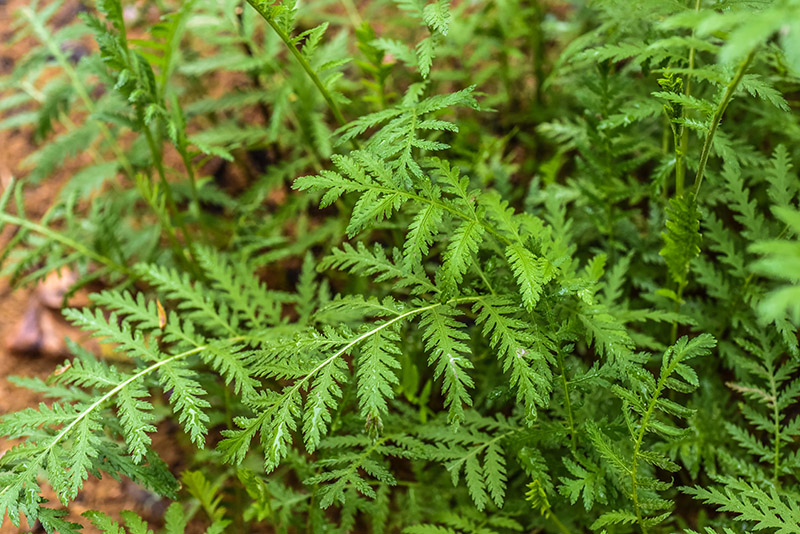 TANACETUM VULGARE, L, ERBA AMARA SELVATICA, TANSY, ASTERACEAE, EUROPA, ASIA - 1011 - immagine 1