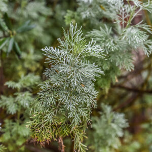 ARTEMISIA ARBORESCENS, L, ASSENZIO ARBUSTIVO, TREE WORMWOOD, ASTERACEAE, AREA MEDITERRANEA - 1013