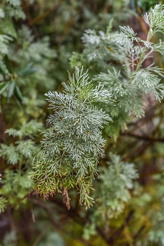 ARTEMISIA ARBORESCENS, L, ASSENZIO ARBUSTIVO, TREE WORMWOOD, ASTERACEAE, AREA MEDITERRANEA - 1013