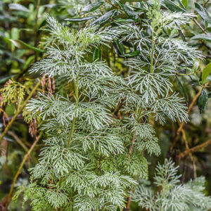 ARTEMISIA ARBORESCENS, L, ASSENZIO ARBUSTIVO, TREE WORMWOOD, ASTERACEAE, AREA MEDITERRANEA - 1014