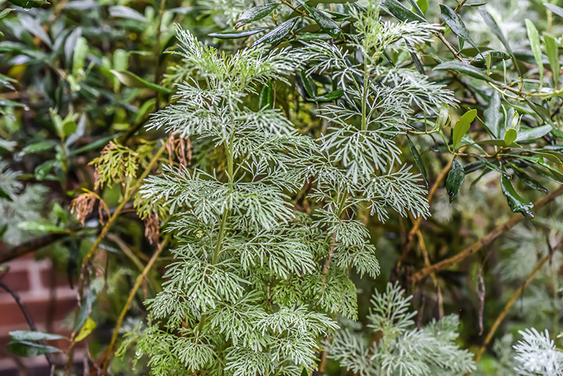 ARTEMISIA ARBORESCENS, L, ASSENZIO ARBUSTIVO, TREE WORMWOOD, ASTERACEAE, AREA MEDITERRANEA - 1014 - immagine 1