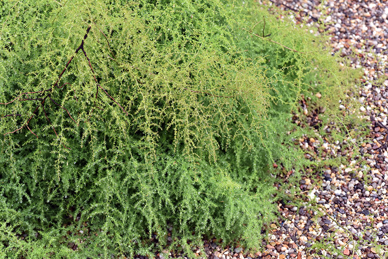 HELICHRYSUM ITALICUM, ASTERACEAE, EUROPA MERIDIONALE - 1017 - immagine 1