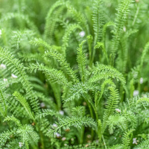 ACHILLEA MILLEFOLIUM, L, MILLEFOGLIO, YARROW, ASTERACEAE, EUROPA, ASIA OCCIDENTALE - 1143