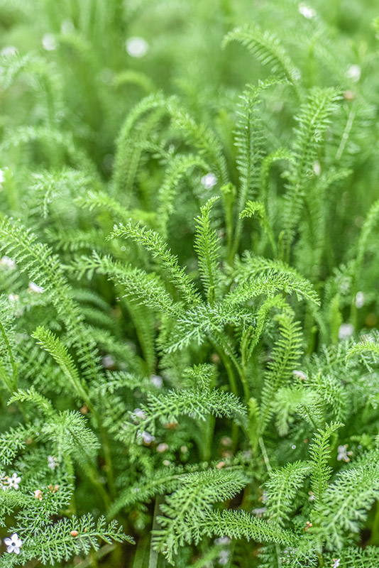 ACHILLEA MILLEFOLIUM, L, MILLEFOGLIO, YARROW, ASTERACEAE, EUROPA, ASIA OCCIDENTALE - 1143