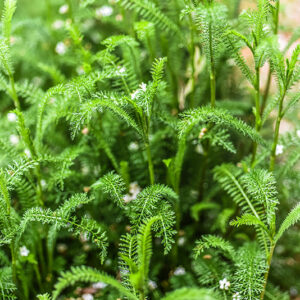 ACHILLEA MILLEFOLIUM, L, MILLEFOGLIO, YARROW, ASTERACEAE, EUROPA, ASIA OCCIDENTALE - 1144