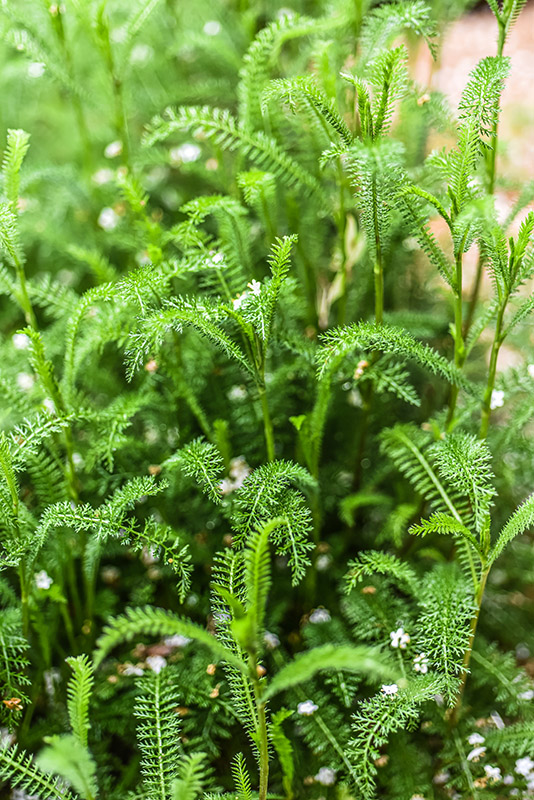 ACHILLEA MILLEFOLIUM, L, MILLEFOGLIO, YARROW, ASTERACEAE, EUROPA, ASIA OCCIDENTALE - 1144