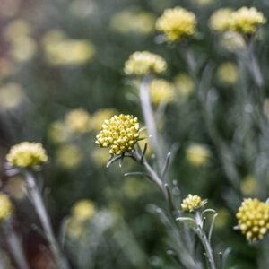 HELICHRYSUM LITOREUM, ASTERACEAE, ZONA MEDITERRANEA - 1146