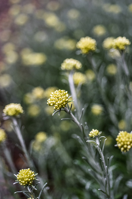 HELICHRYSUM LITOREUM, ASTERACEAE, ZONA MEDITERRANEA - 1146