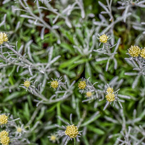 HELICHRYSUM LITOREUM, ASTERACEAE, ZONA MEDITERRANEA - 1148