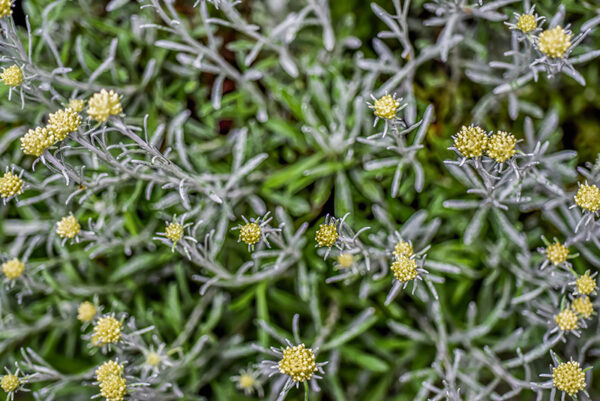 HELICHRYSUM LITOREUM, ASTERACEAE, ZONA MEDITERRANEA - 1148
