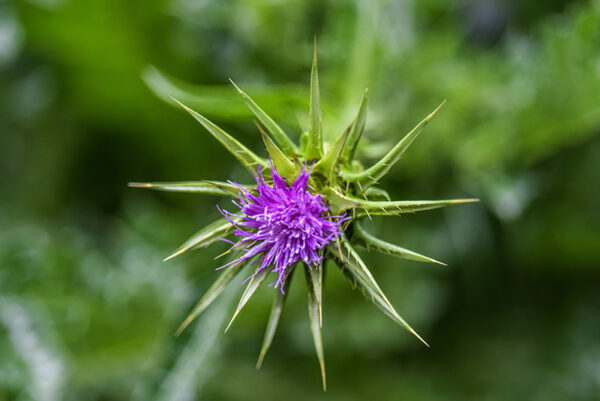 SILYBUM MARIANUM, L, CARDO MARIANO, BLESSED MILKTHISTLE, AREA MEDITERRANEA, ASTERACEAE - 1162