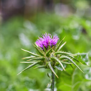 SILYBUM MARIANUM, L, CARDO MARIANO, BLESSED MILKTHISTLE, AREA MEDITERRANEA, ASTERACEAE - 1164