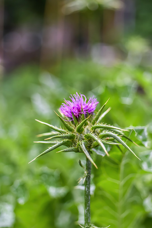 SILYBUM MARIANUM, L, CARDO MARIANO, BLESSED MILKTHISTLE, AREA MEDITERRANEA, ASTERACEAE - 1164
