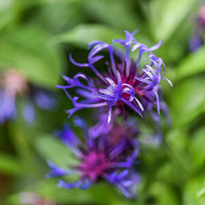 CYANUS MONTANUS, FIORDALISO MONTANO, MOUNTAIN CORNFLOWER, ASTERACEAE, EUROPA CENTRALE - 1167