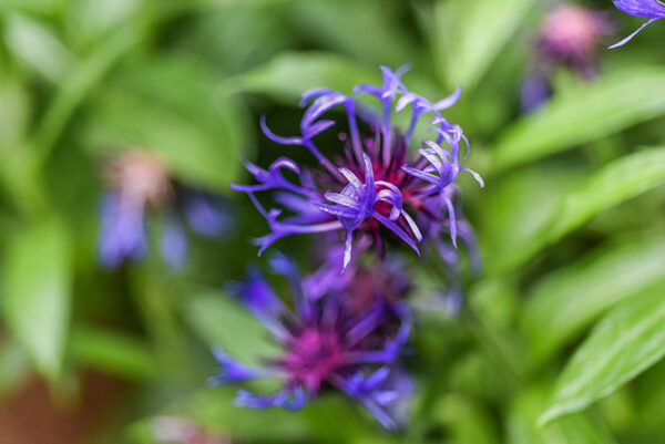 CYANUS MONTANUS, FIORDALISO MONTANO, MOUNTAIN CORNFLOWER, ASTERACEAE, EUROPA CENTRALE - 1167