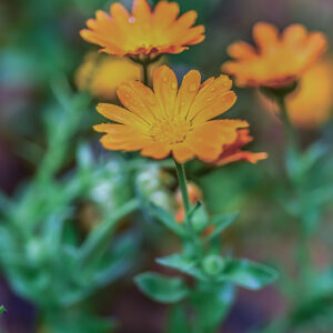 CALENDULA OFFICINALIS, L, CALENDULA, POT MARIGOLD,  ASTERACEAE, AREA MEDITERRANEA - 1173