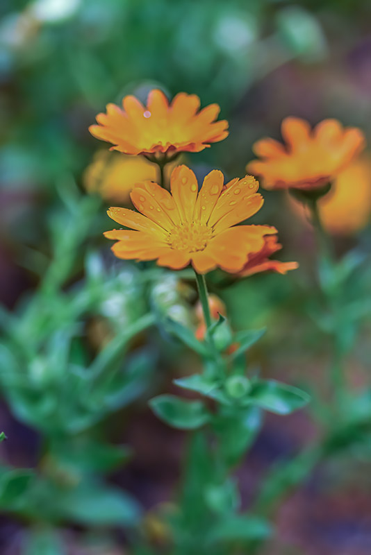 CALENDULA OFFICINALIS, L, CALENDULA, POT MARIGOLD,  ASTERACEAE, AREA MEDITERRANEA - 1173