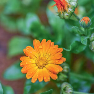 CALENDULA OFFICINALIS, L, CALENDULA, POT MARIGOLD,  ASTERACEAE, AREA MEDITERRANEA - 1174