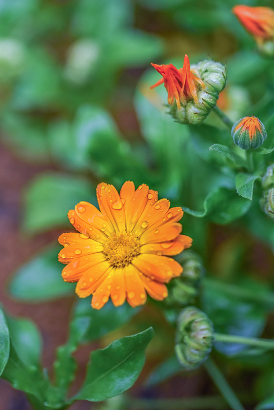 CALENDULA OFFICINALIS, L, CALENDULA, POT MARIGOLD,  ASTERACEAE, AREA MEDITERRANEA - 1174