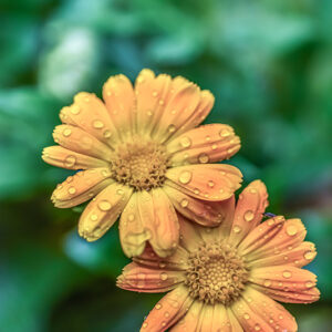 CALENDULA OFFICINALIS, L, CALENDULA, POT MARIGOLD,  ASTERACEAE, AREA MEDITERRANEA - 1175