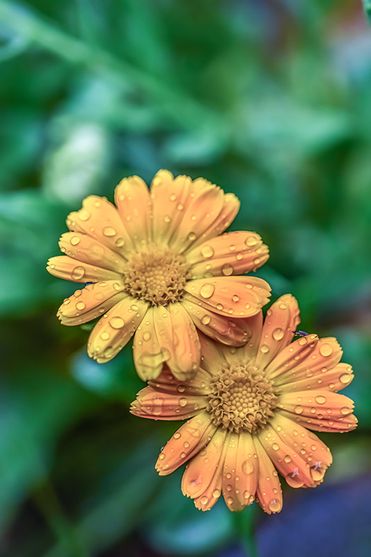 CALENDULA OFFICINALIS, L, CALENDULA, POT MARIGOLD,  ASTERACEAE, AREA MEDITERRANEA - 1175