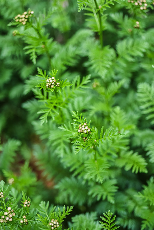 TANACETUM CORYMBOSUM, ERBA AMARA DEI BOSCHI, ASTERACEAE - 1177