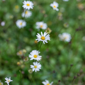 BELLIS PERENNIS, L, ASTERACEAE, EUROPA, ASIA OCCIDENTALE - 1190
